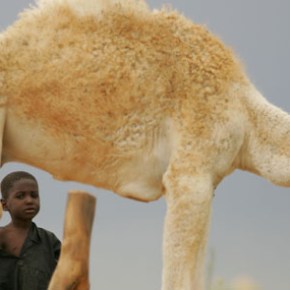 Reducing the vulnerability of dryland&nbsp;pastoralism